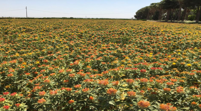 GAP ile ürün çeşidi artı