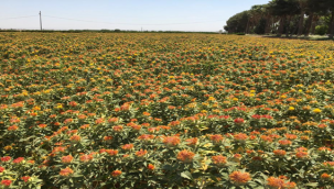 GAP ile ürün çeşidi artı