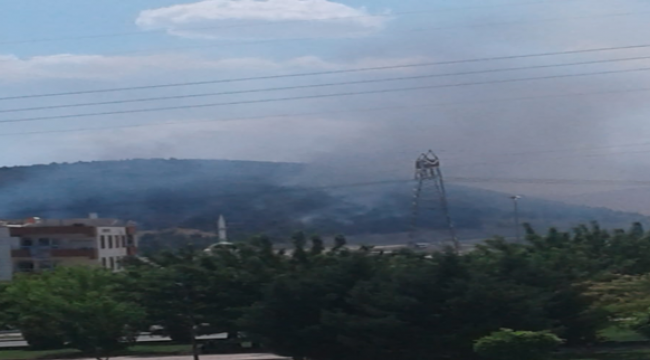 Şanlıurfa'daki ormanlık alanda yangın!