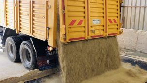 Türkiye'nin yerli ve milli tohumu Urfa'dan