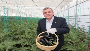 Urfa'da İlk Hasat Yapıldı