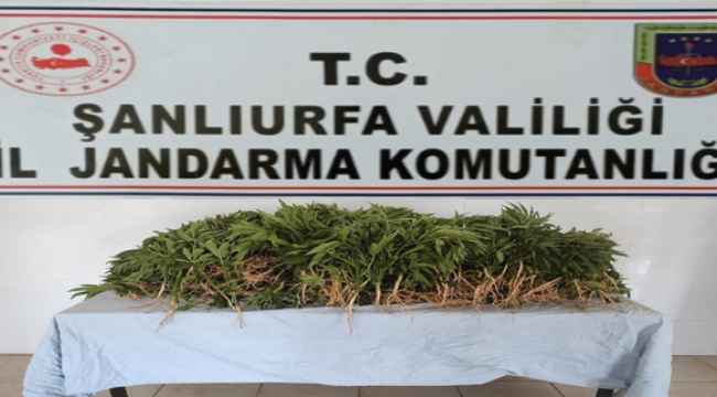 Urfa'da pamuk tarlasında uyuşturucu operasyonu
