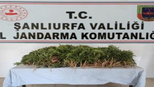 Urfa'da pamuk tarlasında uyuşturucu operasyonu