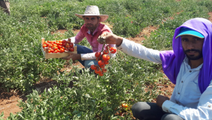 Yerli domates hasadı başladı