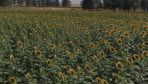 Dünya'nın en büyük çitçiği Tigem'de ayçiçeği yetiştiriliyor