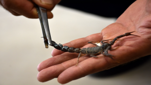 Harran Üniversitesi'ndeki Akrep Merkezine Açık Alan Bahçesi Yapıldı