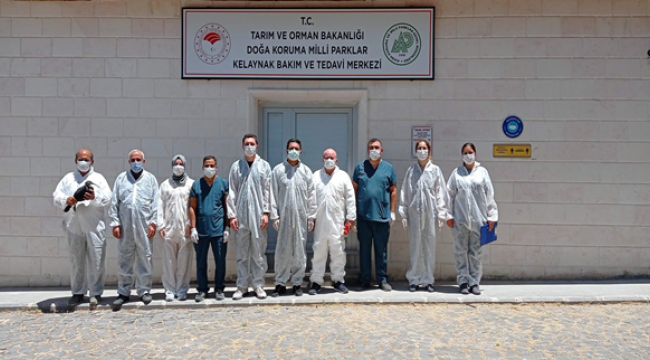 Kelaynakların sayısı çoğalıyor