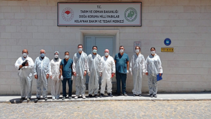 Kelaynakların sayısı çoğalıyor