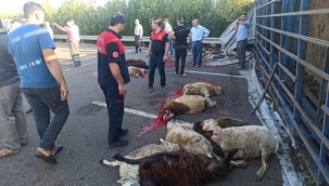 Kurbanlıklar kazada kurban oldu