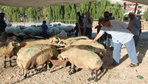 Kurbanlıklar merkeze indi