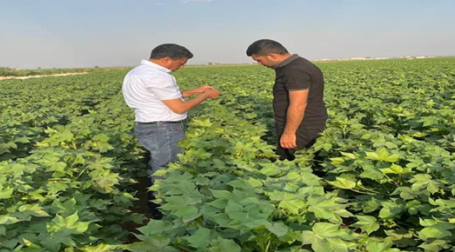 Şanlıurfa''da  pamukta görülen hastalıklara karşı ilaçlama başladı