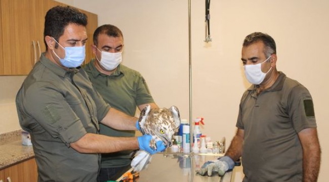 Şanlıurfa'da tedavi edilen kuşlar doğaya salındı.
