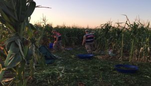Şanlıurfa'da uyuşturucu operasyonu
