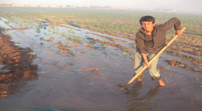 Şanlıurfalı Çiftçilerin Sıcakla İmtihanı