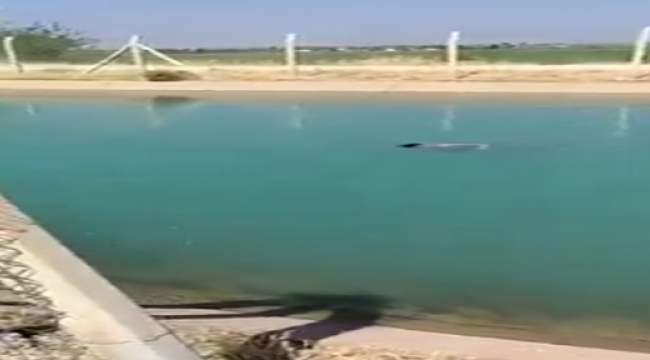 Sulama kanalında ceset bulundu