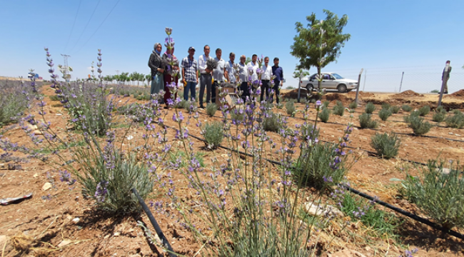 Suruç'ta İlk Kez Lavanta Hasadı Başladı...