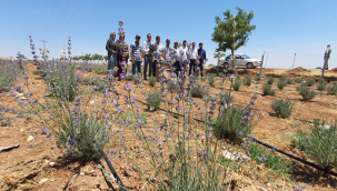 Suruç'ta İlk Kez Lavanta Hasadı Başladı...