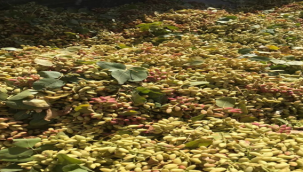 Boz Urfa fıstığında hasat başladı