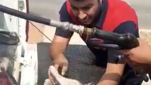 Egzoza sıkışan ve yanan kediyi itfaiye eri hayata döndürdü