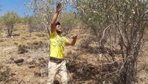 Karacadağ'da badem hasadına başlandı