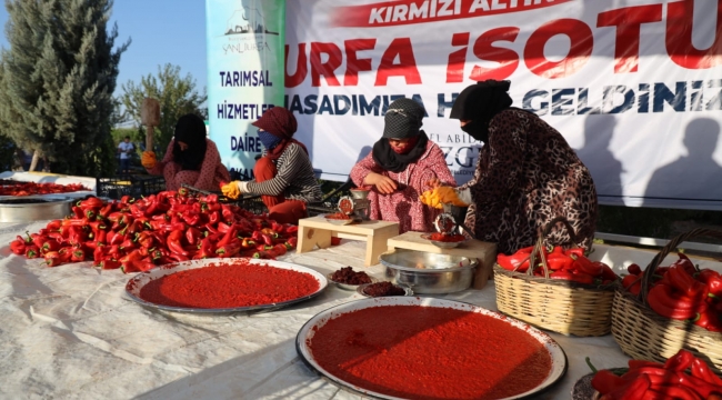 KIRMIZI ALTIN" URFA İSOTUNDA HASAT ZAMANI