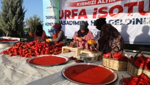 KIRMIZI ALTIN" URFA İSOTUNDA HASAT ZAMANI