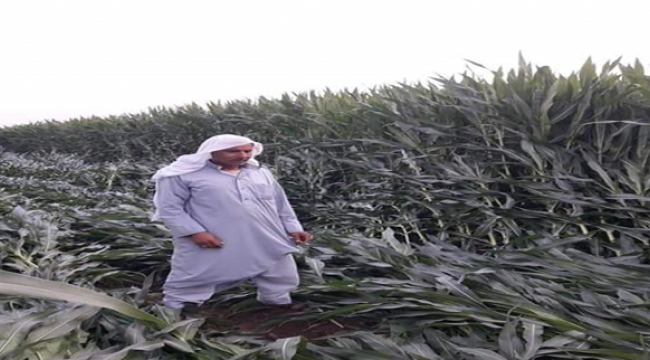 Mısır Tarlası Yok Oldu