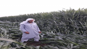 Mısır Tarlası Yok Oldu