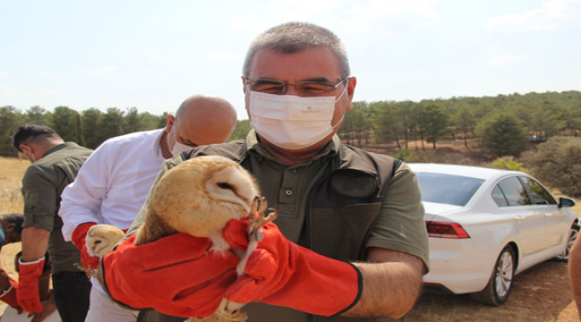 Şanlıurfa'da 12 baykuş doğaya salındı!