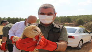 Şanlıurfa'da 12 baykuş doğaya salındı!