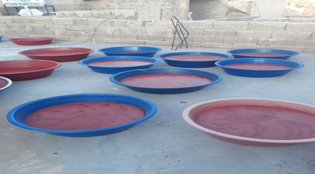 Şanlıurfa'da salçalık domatesler pazara gelmeye başladı