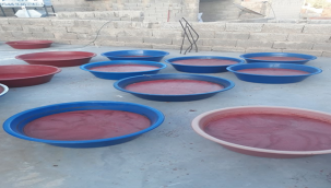 Şanlıurfa'da salçalık domatesler pazara gelmeye başladı