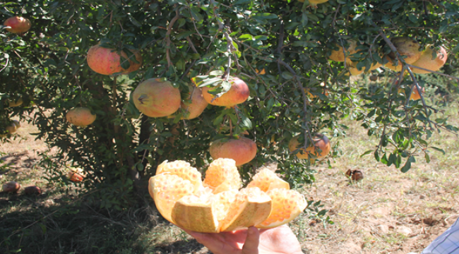 Şanlıurfa'ya ait bir değer daha tescillendi