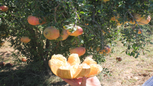 Şanlıurfa'ya ait bir değer daha tescillendi