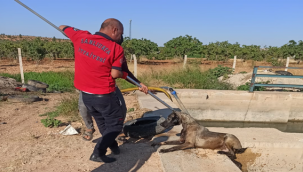 Suruç'ta sulama kanalına düşen köpek kurtarıldı