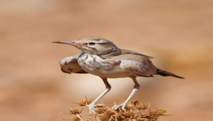 Türkiye'yi heyecanlandıran kuş Şanlıurfa'da görüldü