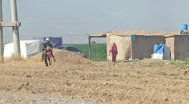 Urfa'da arılar evi bastı