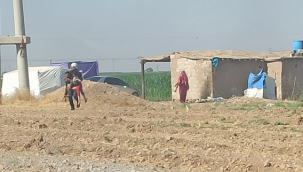 Urfa'da arılar evi bastı