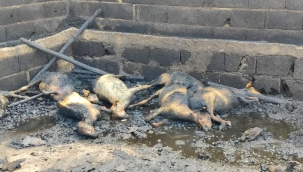 Urfa'da çıkan yangın 25 hayvanı telef etti!