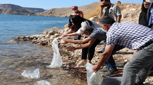 Fırat göletine 75 bin Şabut balığı bırakıldı