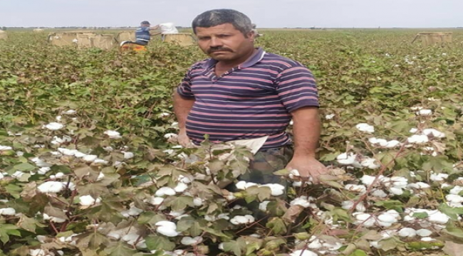 Şanlıurfa'da pamuk hasadı devam ediyor