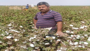 Şanlıurfa'da pamuk hasadı devam ediyor