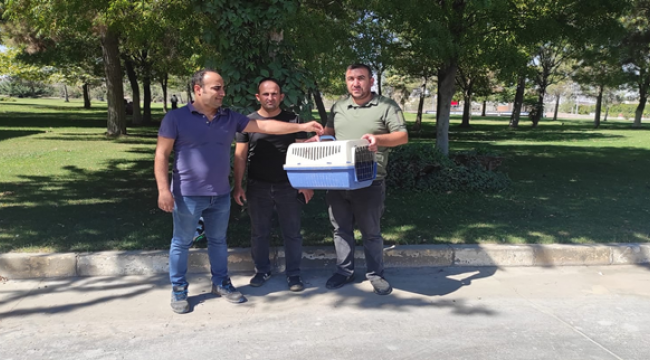 Tedavisi tamamlanan Balaban kuşu doğaya salındı