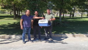 Tedavisi tamamlanan Balaban kuşu doğaya salındı