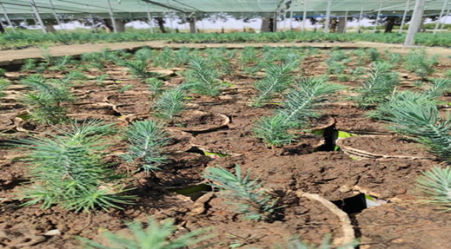 Urfa'da 10 bin fidan üretildi