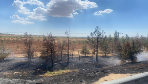 Urfa'da ağaçlık yangını