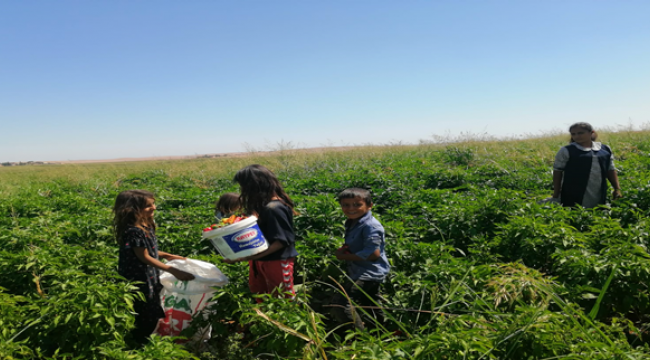 Urfa'da okul zili onlar için henüz çalmadı
