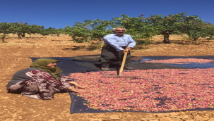 Urfa fıstığında hasat zamanı