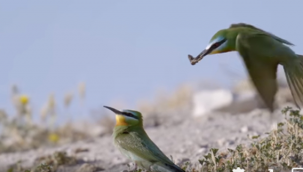 Yeşil arıkuşu Şanlıurfa bozkırlarında görüntülendi