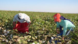 Beyaz Altın çiftçiyi sevindirdi
